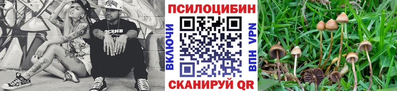 Галлюциногенные грибы мицелий  Купить  Шахунья 